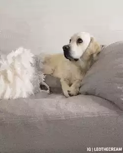 Good boi and popcorn