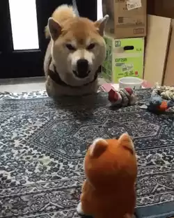 Moon moon Vs toy