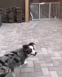 Nothing can stop this doggo