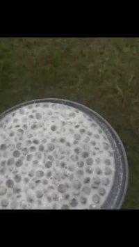 Giving food to puppy