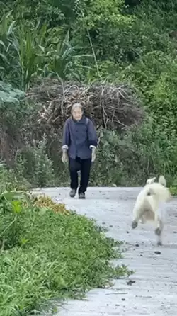 Good boi helping grandma