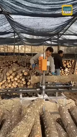 Growing Shiitake Mushrooms in Tree Logs