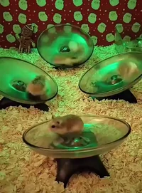 Hamster party level 999
