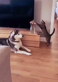 Hold on i can explain what happened