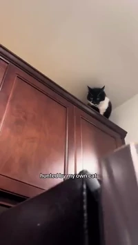 Hunted by my own cat