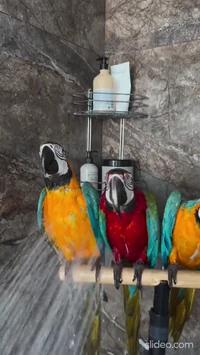 Keep your birds clean