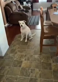 Kung Fu Fighting a Dog