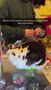 Mochi is the best cashier