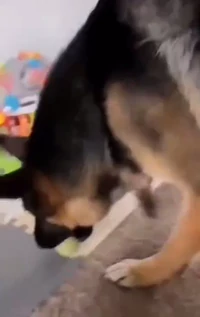 Ok throw the ball now smol hooman