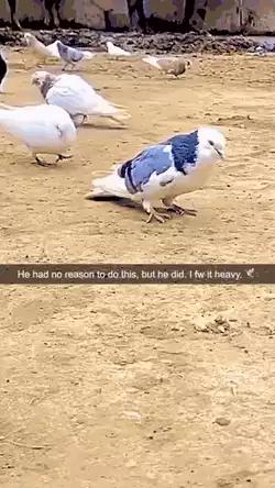 Pigeon throwing down some serious moves