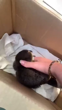 Platypus baby