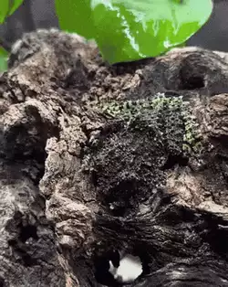 Secret agent frog