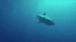 Shark sneeze