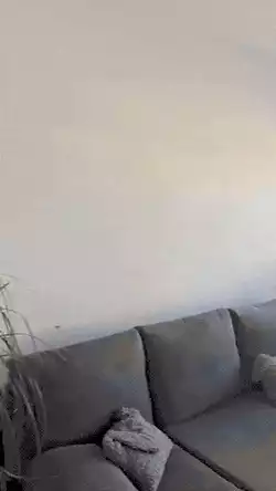 Spy cats