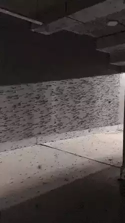 Stadium full of moths