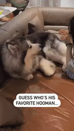 The dogs reaction says it all