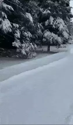 The winter forest is incredibly beautiful