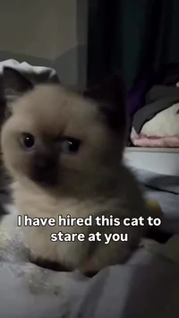 This cat is doing a great job staring