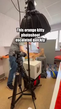 Two orange cats photoshoot