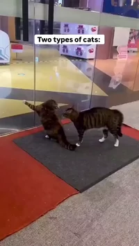 Two types of cats
