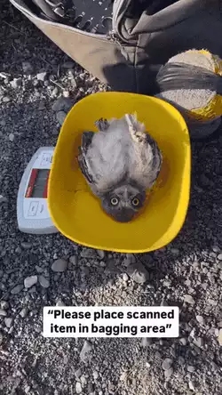 Weighing owl