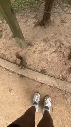 Wild animals are not pets