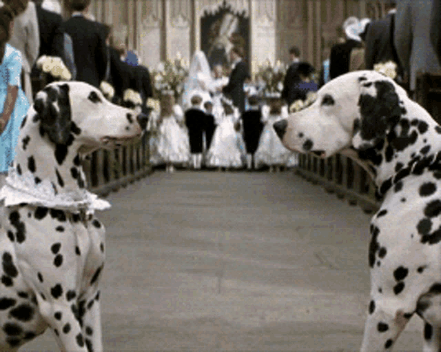 101 dalmatians eye to eye 8anjm04zfrh69929 gif – Trending GIF on GifVif