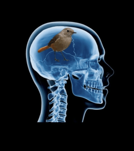 bird brain gif – Trending GIF on GifVif