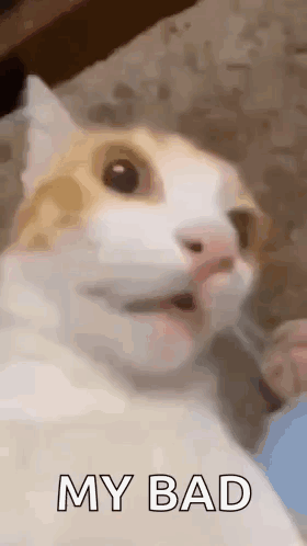 cat meme gif gif – Trending GIF on GifVif